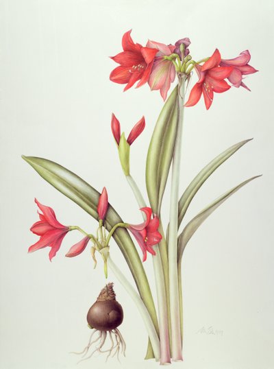 Hippeastrum Pamela, 1999 - Margaret Ann Eden